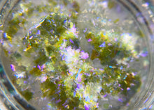 Load image into Gallery viewer, PACHUA DRAGON SCALE CHAMELEON FLAKES