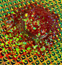 Load image into Gallery viewer, AMMOLITE COSMIC GLITTER